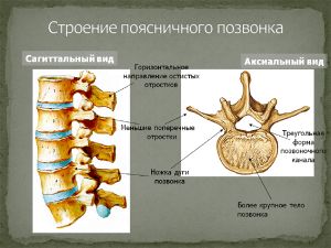 Рис.3. Строение поясничного отдела позвоночника и поясничного позвонка.